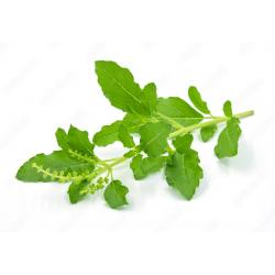 Basil Leaf (Holy Basil)